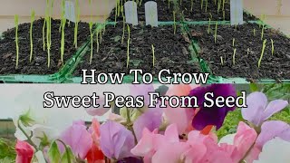 How To Grow Sweet Peas From Seed Starting Sweet Peas When To Plant Sweet Peas [upl. by Aneeuq]