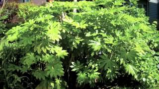 Fatsia japonica  Japanese Aralia [upl. by Marcelia]