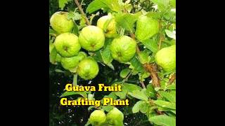 How to। Best Way to Grafting Guava Tree। How to Guava Grafting Plant।shorts।Kapu Gamit [upl. by Reube449]