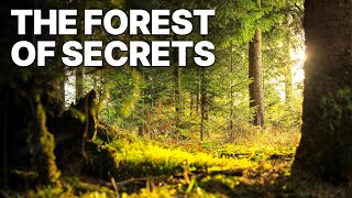 The Forest of Secrets  Place of Great Legends  Nature Documentary [upl. by Atikahc]