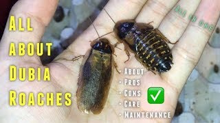 Almost EVERYTHING you need to know about Dubia Roaches amp their CARE [upl. by Ashlee]