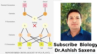 What is the genotype and phenotype ratio of a monohybrid cross [upl. by Eihs]