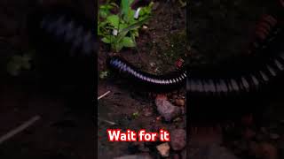 Archispirostreptus gigasGiant African Millipede  Giant Desert  archispirostreptus gigas [upl. by Yrtsed254]