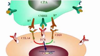 25La tolérance immunologique [upl. by Ynaffit]