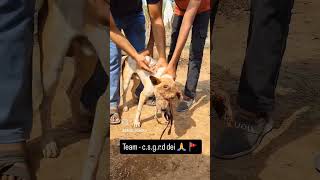 Team  csgrd dei viralvideo cow gaumata love viralvideo animals dogrescue tata tataipl [upl. by Fagen]