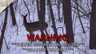 If you were SCARED of COYOTES Before DONT WATCH THIS WARNING GRAPHIC [upl. by Noella645]