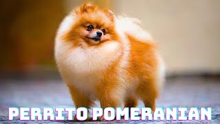 El PERRITO de la REALEZA El POMERANIA ¡Descúbrelo con estos 5 Datos dog perros pomeranian [upl. by Osy900]