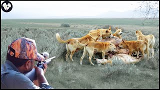 Amazing  How Australian Hunters Hunt Millions Of Dingoes That Attack Livestock  Wild Boar Hunting [upl. by Enirtak]