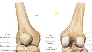 Vastus intermedius [upl. by Gearard536]