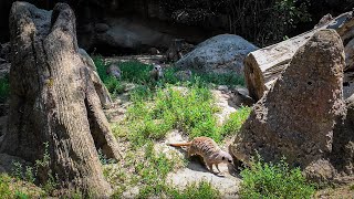 Suricato Herpestidae Suricata Suricatta Parco Natura Viva Garda Zoological [upl. by Lette41]