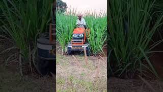 शेतकरी राजा। । shetkri attitude shetimitra viralvideo shetkam agriculture agriculturefarming [upl. by Arykahs]