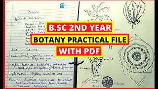 Bsc 2 year Botany practical file [upl. by Manchester425]