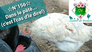 ☆N°156☆ Dans le pâté Bibi 1 poule fatiguées Terrine de lapin Semaine froide Cailles chanteuses [upl. by Nies]