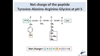 How to calculate the charge of a peptide chain [upl. by Lehcear]