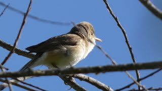 CARRICERO COMUN CANTANDO Common Reed Warbler Singing [upl. by Inglebert]