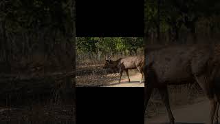 The Watchful Wanderer of Panna wildlife india wildanimals panna sambar deer [upl. by Quackenbush]