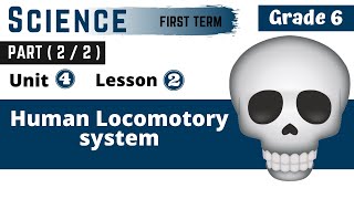 Science  G6  Human Locomotory system  Part 22  Unit Four  Lesson Two [upl. by Hendel]