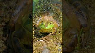 American Bullfrog  Largest Frog In North America [upl. by Idieh22]