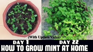 How to Grow Mint at Home Fast n Easy [upl. by Almond131]