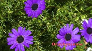 Brachyscome by GardenersHQ [upl. by Skiest]