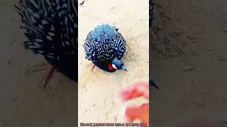 Kala teetar masti fight 2024 birds kalateetar [upl. by Enautna297]