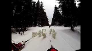 Long distance race Trans Thüringia 2015  with Samoyeds 1Video [upl. by Ita]