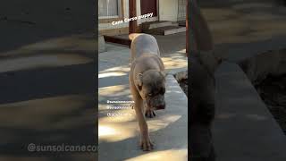 NFSFormentino Cane Corso puppy at 6 months canecorsopuppyforsaleintexas canecorso corsopups [upl. by Enillebyam564]