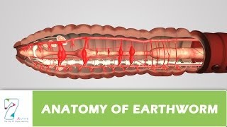 Anatomy Of Earthworm [upl. by Gothar]