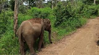 Habarana Elephant Safari part 2 [upl. by Daley]