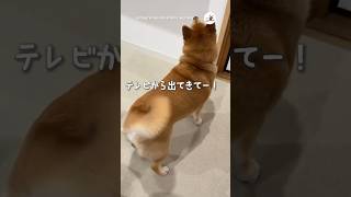 【第一話】おじいちゃんが大好きな小春ちゃん｜PECO 柴犬 赤柴 茶柴 柴犬のいる暮らし 柴犬大好き shiba shibainu shibainulife shibainulove [upl. by Mohl]