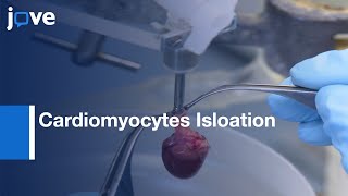 Cardiomyocytes Isloation and cultivation  Protocol Preview [upl. by Gabor]