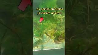 a planta cabomba não precisa de substrato nenhum😱shorts [upl. by Stanton547]