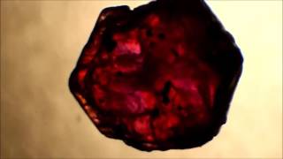 Unheated rough Ruby VS Lead Glass Filled rough Ruby [upl. by Nniroc]