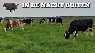 De koeien gaan óók in nacht weer naar buiten  Boer Gerrit vlogt [upl. by Anitrak]