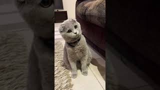 Cutest Scottish fold kitten [upl. by Anovahs443]