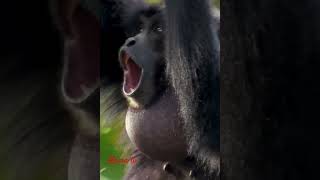 Siamang gibbon callgibbonmammalsanimalsoundsmamatv8542 [upl. by Behah945]