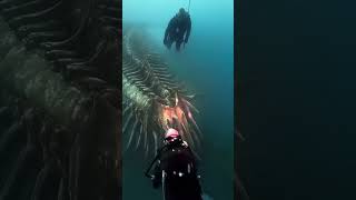 GIANT Mysterious Deep Sea Creatures That Will Blow Your Mind [upl. by Lerud]