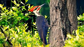 Pileated Woodpecker Pecking Hard on Wood [upl. by Vookles757]