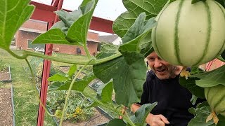 TM2328  🍈 Hoe ik succesvol meloenen kweek 🍈  Juul amp Truus 🐷 eten een tomaat 🍅 [upl. by Edia]