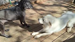 Great Pyrenees VS Cane Corso [upl. by Chobot575]