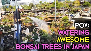 POV  Watering Awesome Bonsai Trees in Japan [upl. by Annerb486]