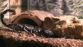 Emperor Scorpion Digging A Burrow HD [upl. by Ilzel788]