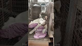 This wounded Husky was found screaming for help🥺 husky dog siberianhusky huskyrescue huskydog [upl. by Mosera]