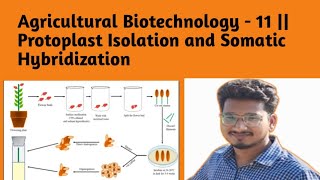 Agricultural Biotechnology  11  Protoplast Isolation and Somatic Hybridization [upl. by Coryden]