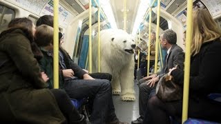 A Polar Bear walks through Central London in UK [upl. by Pamella]