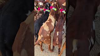 2024 Bakra farm ° Bakra Video Bakra Mandi Bakra Eid Mandi Bakra goat video بکرا فارم بکرا منڈی [upl. by Gibbon]