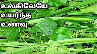 வாழ்க்கையில் ஒரு முறையாவது இதை சாப்பிட்டே ஆகணும்Adamant Creeper Chutney Pirandai Chutney Thuvayal [upl. by Absa]