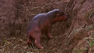 A Newborn Hippo Takes His First Breath [upl. by Suter]