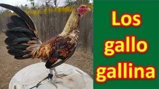 LOS GALLO GALLINA [upl. by Just]