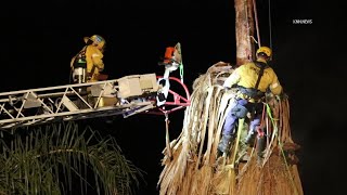 Dead Tree Trimmer Recovered From Palm Tree in Bakersfield [upl. by Enyaht611]